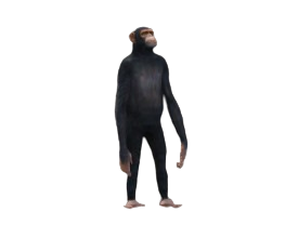 Chimp