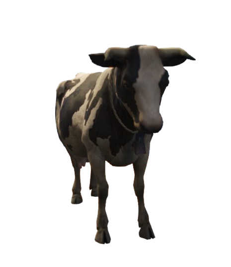Vaca