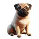Pug