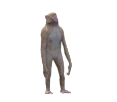 Rhesus